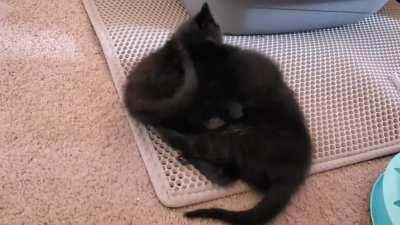 Vicious girl fight! (Long)