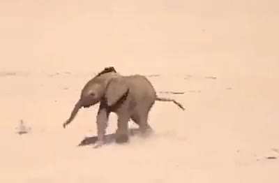 A baby elephant plays around