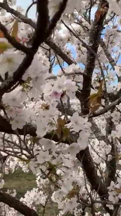 full bloom Omuro sakura yesterday at Ninnaji in Kyoto