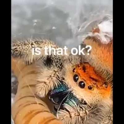 Do you guys like spiders? This is my girl, Scarlet