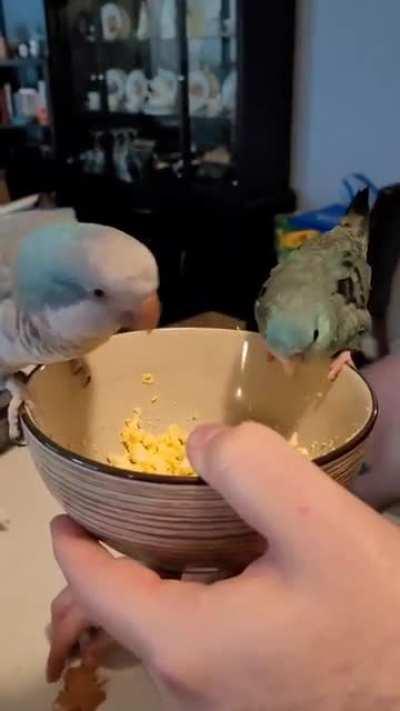 Our two little ones sharing a bowl of eggs! Story in comments