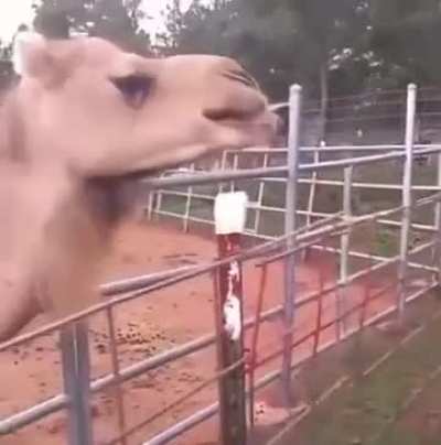 Camel Thought Her Hair Was Lunch 🐪😂