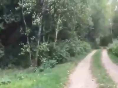 Secret Cult of Raccoons