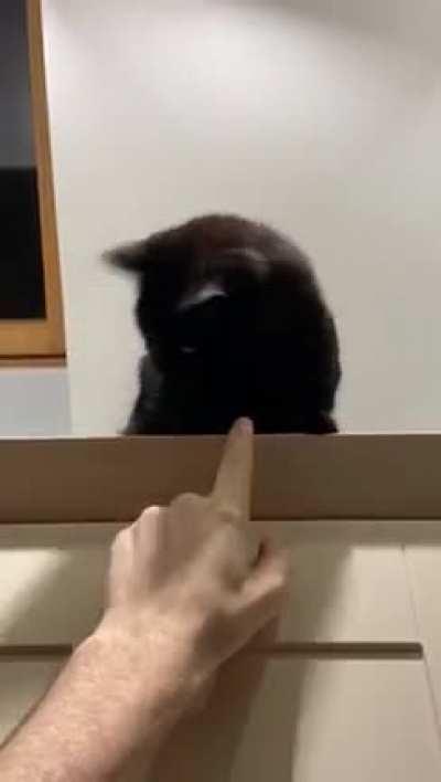 I think my cat might be slightly broken guys