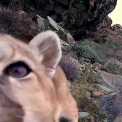 🔥 This curious Cougar checking out a nature cam