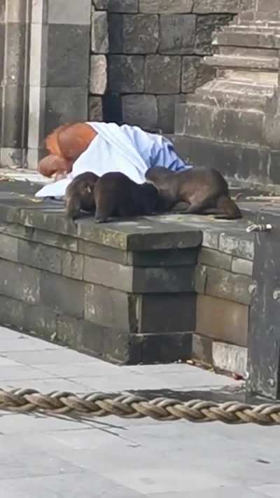 Dinner time turns into WWE as the otters steal the orangutan’s 'blanket'!