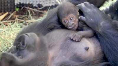 Gorilla mom comforting baby with back pats