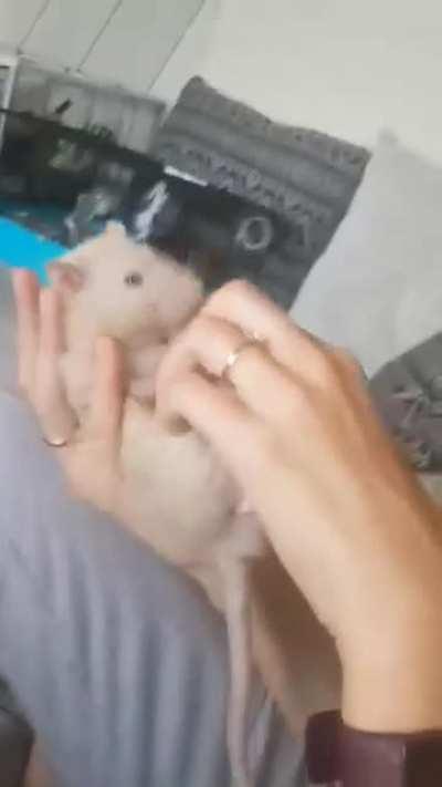 More proof that Pea is the sweetest ratto. He loves giving kisses ❤