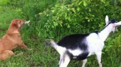 Look at me, I'm a goat