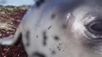 🔥 Baby Elephant Seal Curious About Wildlife Camera