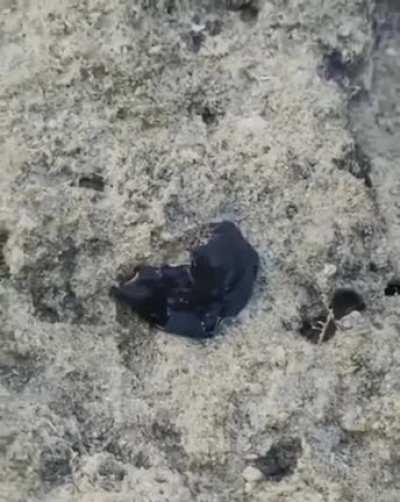 Marine flatworm hunting crab