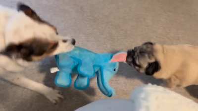 Evenly matched!! Good boy knows how to play to his brothers level ❤️