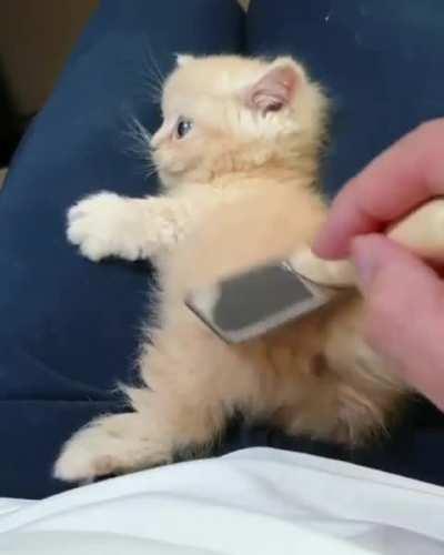 Grooming a little kitten