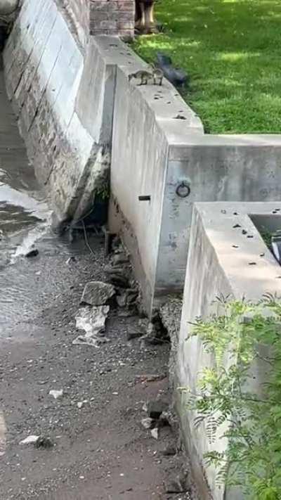 The last one wasn’t going to make the same mistake.