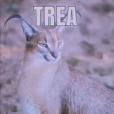 Big Floppa is my golden star