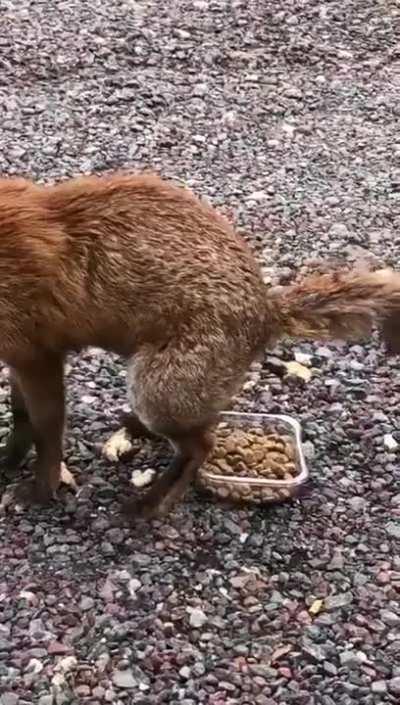 They call him Gordie.