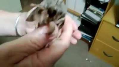 what kind of moth is this, and how'd it get so big?