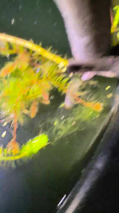 Baby axolotls in their tub