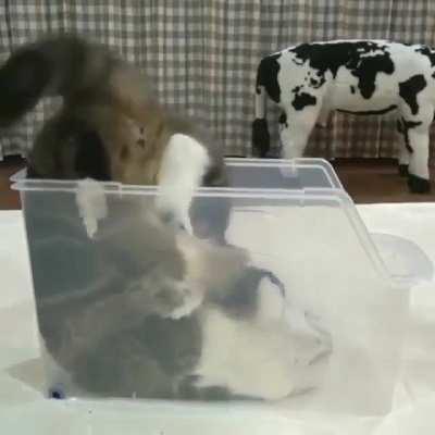 relax in this box😻