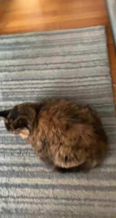 Thoughts on this loaf?