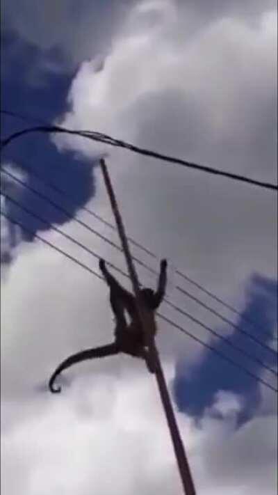 Macaco macaco 2008-2020 😞💔