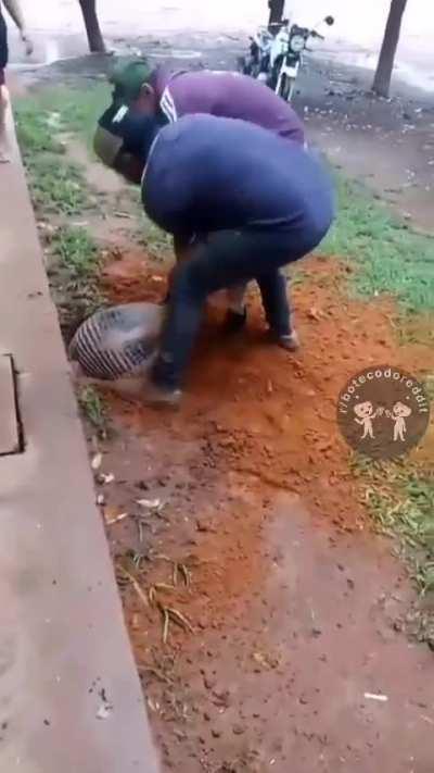 Em buraco de Paca, Tatu caminha dentro? (desculpe r/tiodopave) 