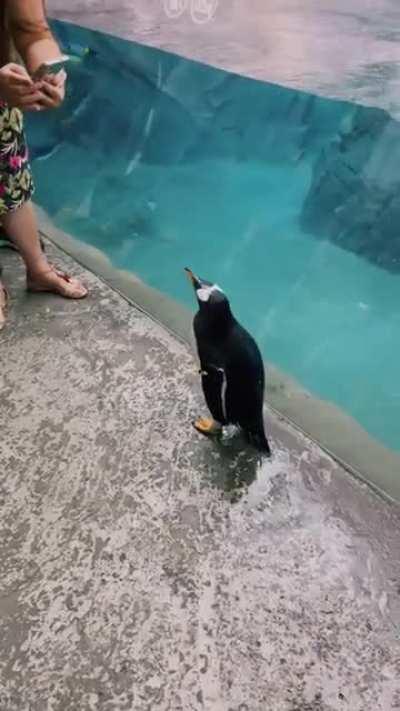 Penguin leaps out of pool.