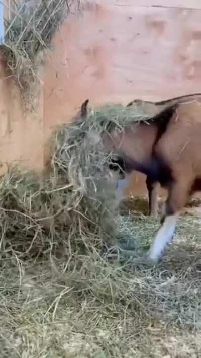 Erwin's hay hat collection @ Sowa Goat Sanctuary