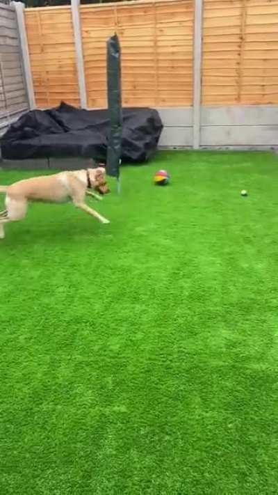 [OC] Why won’t you play with me, Mr Fox?