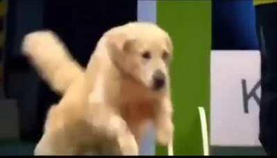 Belgian Malinois vs Golden Retriever