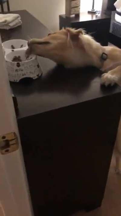 WCGW eating cat food