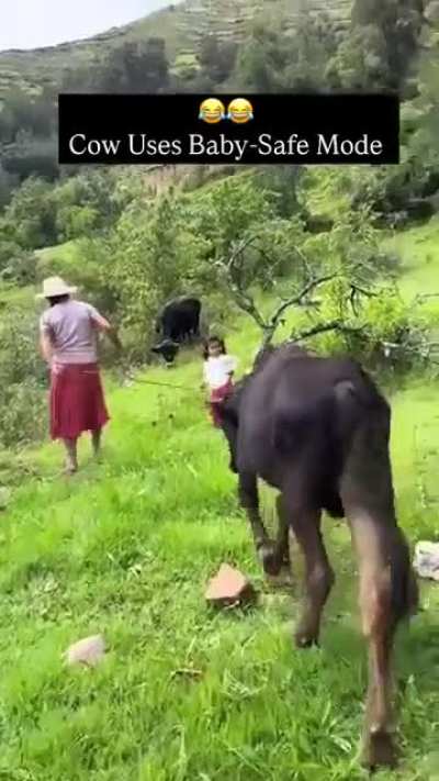 The cow actually was a genius