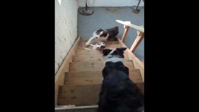 Teaching The Young Ones Mama leads the way for a young pup