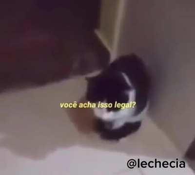 DoglaREDDIT - Video #3031
