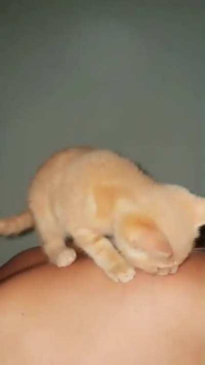 I don't know whether to laugh or cry 😸