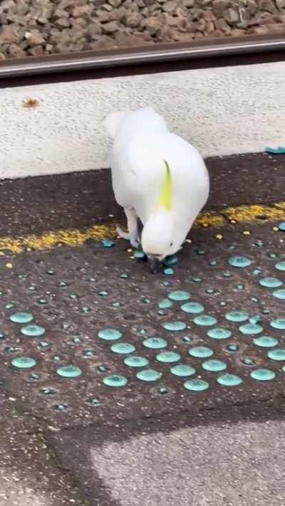 Even the birds in Australia have criminal tendencies