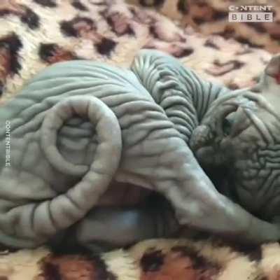 «Да пребудет с тобой сила»