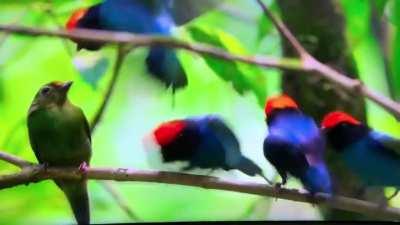 Blue Carousel birds working together to get their leader laid.