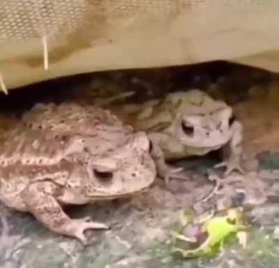 Three frogs, one caterpillar