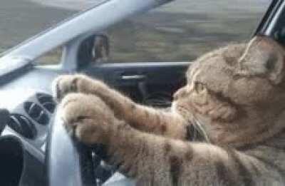 Driving Cat