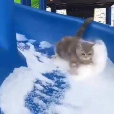 Cat enjoying snow-slide
