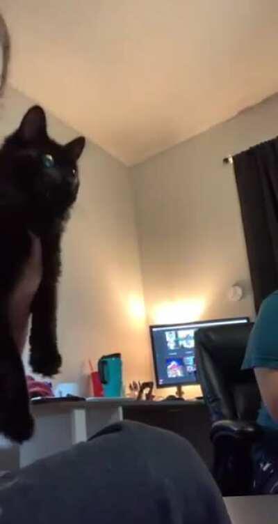 Cat chattering brings me nightmares