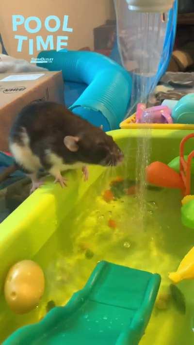Got a play sink for my rats - Pebble was really into it.