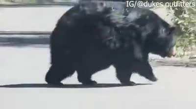 This chonky apex predator