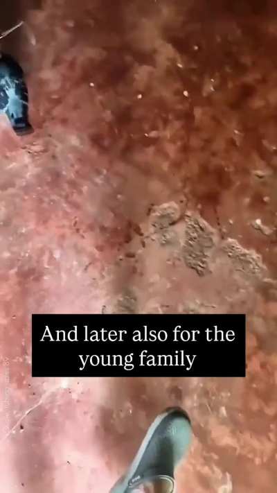 A pigeon wants to build a “bed” for a pregnant cat.