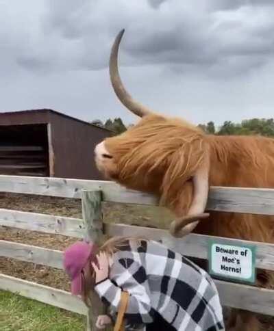 Get too close to a Bull? You get the horns!