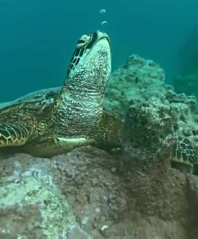 SHHHH... He's sleeping 😴