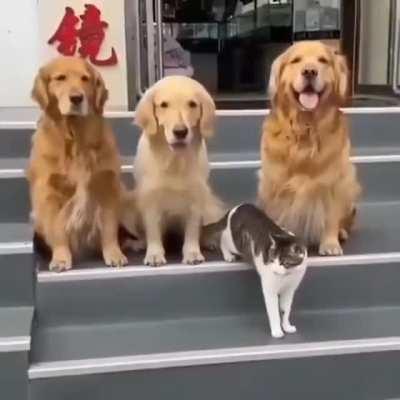 Doggos really wanted the cat to be in the photo