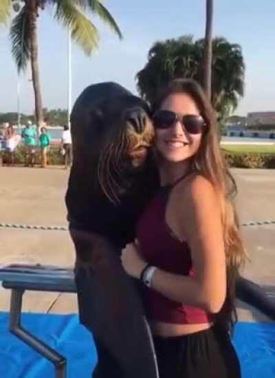 Suave and photogenic seal