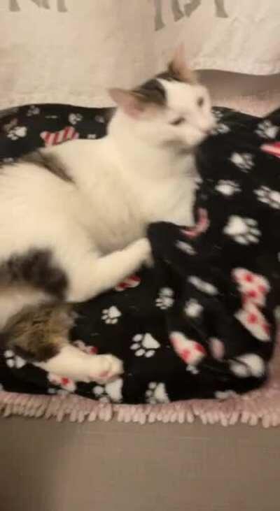 Calvin the biscuit baker